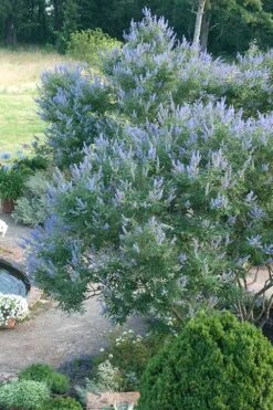 Blue Chaste Tree - Vitex Agnus-castus - 3 Gallon Pot -Outlet The Ever Garden Store Vitex Chaste Tree 13