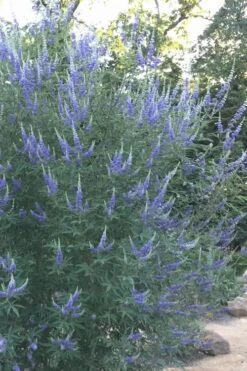 Blue Chaste Tree - Vitex Agnus-castus - 3 Gallon Pot -Outlet The Ever Garden Store Vitex Chaste Tree 14