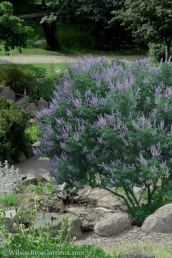 Shoal Creek Chaste Tree (Vitex) - 6 Pack Of 1 Gallon Pots 10 Shoal Creek Chaste Tree (Vitex) - 6 Pack Of 1 Gallon Pots -Outlet The Ever Garden Store Vitex Shoal Creek 17