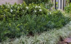 Yewtopia Plum Yew - 3 Gallon Pot -Outlet The Ever Garden Store Yew Yewtopia 22