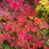 Dancing Peacock Japanese Maple (Acer Japonicum 'Aconitifolium') - 3 Gallon Pot (2-3')