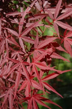 Red Bamboo Japanese Maple (Acer Palmatum 'Beni Otake') - 3 Gallon Pot -Outlet The Ever Garden Store acer palmatum beni otake 1