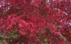 Red Bamboo Japanese Maple (Acer Palmatum 'Beni Otake') - 3 Gallon Pot -Outlet The Ever Garden Store acer palmatum beni otake 2