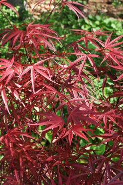 Red Bamboo Japanese Maple (Acer Palmatum 'Beni Otake') - 3 Gallon Pot -Outlet The Ever Garden Store acer palmatum beni otake 5