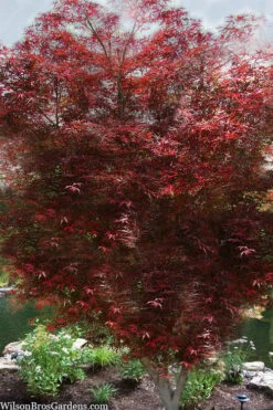 Red Bamboo Japanese Maple (Acer Palmatum 'Beni Otake') - 3 Gallon Pot
