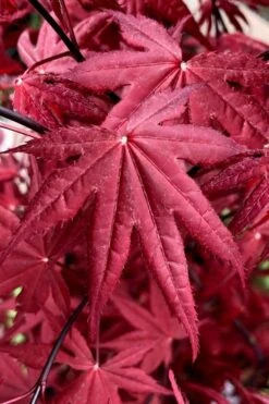 Rhode Island Red Japanese Maple - 3 Gallon Pot (ON SALE) -Outlet The Ever Garden Store acer palmatum rhode island red japanese maple 2