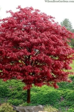 Rhode Island Red Japanese Maple - 3 Gallon Pot (ON SALE) -Outlet The Ever Garden Store acer palmatum rhode island red japanese maple 4