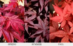Rhode Island Red Japanese Maple - 3 Gallon Pot (ON SALE) -Outlet The Ever Garden Store acer palmatum rhode island red japanese maple 6