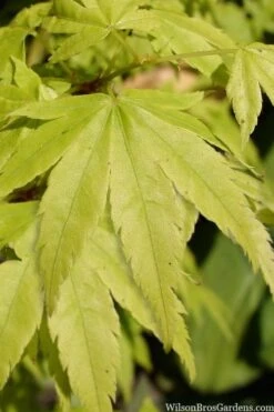 Shidava Gold Japanese Maple - 3 Gallon Pot 8 Shidava Gold Japanese Maple - 3 Gallon Pot -Outlet The Ever Garden Store acer palmatum shidava gold japanese maple 3