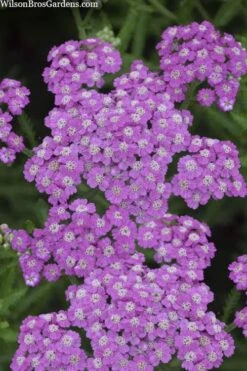 Firefly Amethyst Yarrow (Achillea) - 1 Gallon Pot -Outlet The Ever Garden Store achillea firefly amethyst yarrow 22