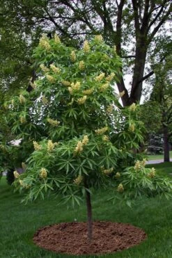 Ohio Buckeye (Aesculus Glabra) - 1 Gallon Pot -Outlet The Ever Garden Store aesculus glabra ohio buckeye 12
