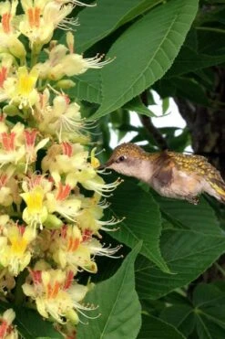 Ohio Buckeye (Aesculus Glabra) - 1 Gallon Pot -Outlet The Ever Garden Store aesculus glabra ohio buckeye 6
