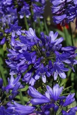 Ever Sapphire Agapanthus - Lily Of The Nile - 1 Gallon Pot 7 Ever Sapphire Agapanthus - Lily Of The Nile - 1 Gallon Pot -Outlet The Ever Garden Store agapanthus ever sapphire 500x750 1
