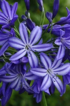 Northern Star Cold Hardy Agapanthus (Lily Of The Nile) - 1 Gallon Pot 11 Northern Star Cold Hardy Agapanthus (Lily Of The Nile) - 1 Gallon Pot -Outlet The Ever Garden Store agapanthus northern star lily of the nile 4