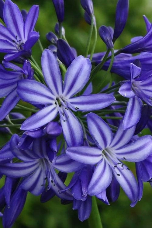 Northern Star Cold Hardy Agapanthus (Lily Of The Nile) - 1 Gallon Pot 6 Northern Star Cold Hardy Agapanthus (Lily Of The Nile) - 1 Gallon Pot - Image 6