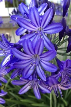 Northern Star Cold Hardy Agapanthus (Lily Of The Nile) - 1 Gallon Pot 10 Northern Star Cold Hardy Agapanthus (Lily Of The Nile) - 1 Gallon Pot -Outlet The Ever Garden Store agapanthus northern star lily of the nile 5