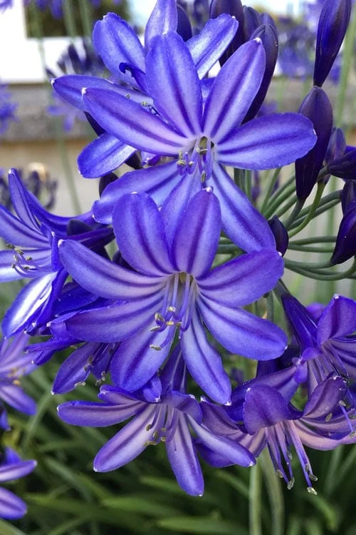 Northern Star Cold Hardy Agapanthus (Lily Of The Nile) - 1 Gallon Pot 5 Northern Star Cold Hardy Agapanthus (Lily Of The Nile) - 1 Gallon Pot - Image 5