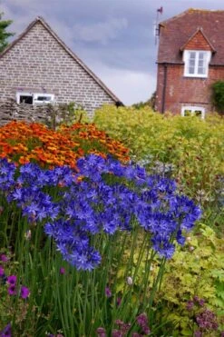 Northern Star Cold Hardy Agapanthus (Lily Of The Nile) - 1 Gallon Pot 9 Northern Star Cold Hardy Agapanthus (Lily Of The Nile) - 1 Gallon Pot -Outlet The Ever Garden Store agapanthus northern star lily of the nile 6