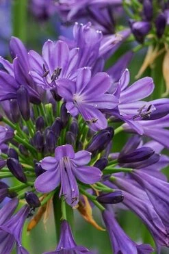Purple Delight Agapanthus (Lily Of The Nile) - 2 Gallon Pot -Outlet The Ever Garden Store agapanthus purple delight 2
