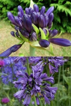 Purple Delight Agapanthus (Lily Of The Nile) - 2 Gallon Pot -Outlet The Ever Garden Store agapanthus purple delight 4