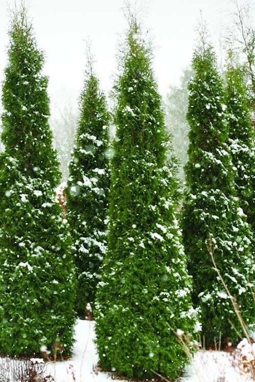 North Pole Arborvitae (Thuja) - 3 Gallon Pot 1 North Pole Arborvitae (Thuja) - 3 Gallon Pot