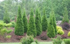 North Pole Arborvitae (Thuja) - 3 Gallon Pot 9 North Pole Arborvitae (Thuja) - 3 Gallon Pot -Outlet The Ever Garden Store arborvitae north pole 800x500 2