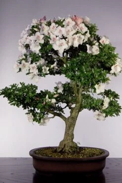 Joga Satsuki Azalea - 1 Gallon Pot -Outlet The Ever Garden Store azalea