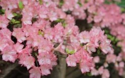 Amy Azalea - 6 Pack Of 1 Gallon Pots -Outlet The Ever Garden Store azalea amy 8