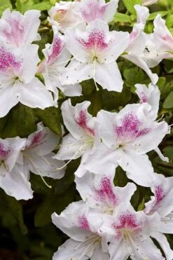 Joga Satsuki Azalea - 1 Gallon Pot -Outlet The Ever Garden Store azalea joga 1