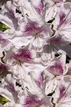 Joga Satsuki Azalea - 1 Gallon Pot -Outlet The Ever Garden Store azalea joga 6