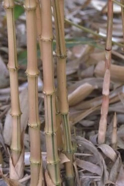 Golden Square Stem Bamboo (Chimonobambusa Quadrangularis 'Suow') - 5 Gallon Pot -Outlet The Ever Garden Store bamboo golden square stem 5 1