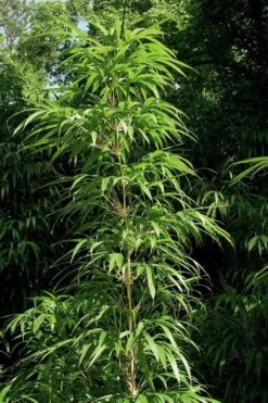 Golden Square Stem Bamboo (Chimonobambusa Quadrangularis 'Suow') - 5 Gallon Pot -Outlet The Ever Garden Store bamboo golden square stem 6 1