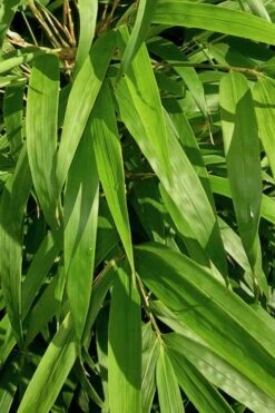 Golden Square Stem Bamboo (Chimonobambusa Quadrangularis 'Suow') - 3 Gallon Pot -Outlet The Ever Garden Store bamboo golden square stem 7