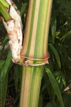 Golden Square Stem Bamboo (Chimonobambusa Quadrangularis 'Suow') - 3 Gallon Pot -Outlet The Ever Garden Store bamboo golden square stem 9