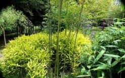Dwarf Golden Leaf Bamboo - Pleioblastus Viridistriatus 'Chrysophyllus' - 2 Gallon Pot -Outlet The Ever Garden Store bamboo green stripe 3 1