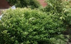 Ruscus Bamboo (Shibataea Kumasaca) - 1 Gallon Pot -Outlet The Ever Garden Store bamboo ruscus 21