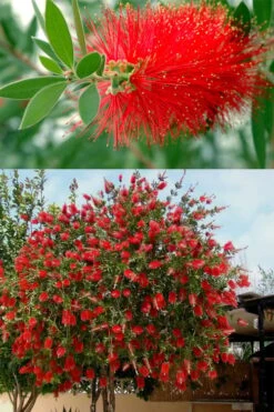 Red Cluster Bottlebrush Tree - 7 Gallon Pot -Outlet The Ever Garden Store callistemon red cluster bottlebrush 102