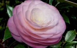 Ella Ward Parsons Camellia - 3 Gallon Pot -Outlet The Ever Garden Store camellia ella ward parsons 2