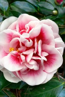 Irrational Exuberance Camellia Japonica - 3 Gallon Pot -Outlet The Ever Garden Store camellia irrational exuberance 3