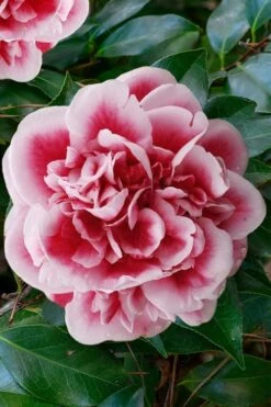 Irrational Exuberance Camellia Japonica - 3 Gallon Pot -Outlet The Ever Garden Store camellia irrational exuberance 7