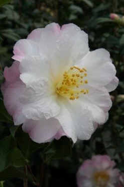 Nina Avery Camellia - 3 Gallon Pot -Outlet The Ever Garden Store camellia nina avery 4