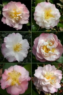 Nina Avery Camellia - 3 Gallon Pot -Outlet The Ever Garden Store camellia nina avery 6