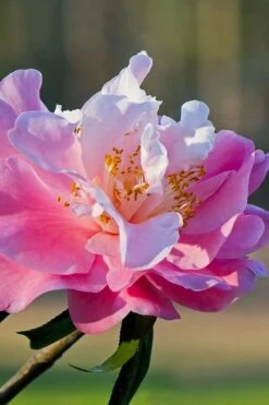 Our Linda Camellia - 3 Gallon Pot -Outlet The Ever Garden Store camellia our linda 7