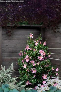 Slim 'N Trim Camellia - 3 Gallon Pot -Outlet The Ever Garden Store camellia slim n trim 103 1