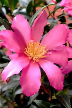 Slim 'N Trim Camellia - 1 Gallon Pot