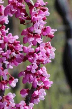 Traveller Weeping Redbud Tree - 7 Gallon Pot -Outlet The Ever Garden Store cercis canadensis travelers pink weeping redbud 6