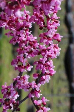 Traveller Weeping Redbud Tree - 7 Gallon Pot -Outlet The Ever Garden Store cercis canadensis travelers pink weeping redbud 7