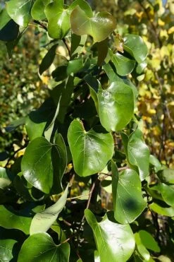 Traveller Weeping Redbud Tree - 7 Gallon Pot -Outlet The Ever Garden Store cercis canadensis travelers pink weeping redbud 8