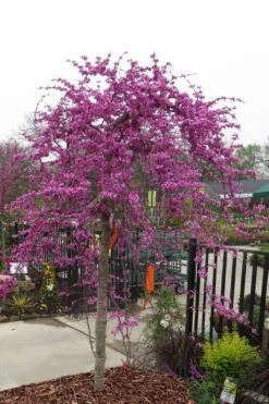 Traveller Weeping Redbud Tree - 7 Gallon Pot