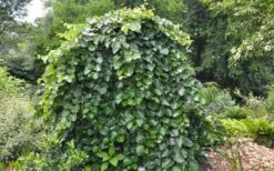 Traveller Weeping Redbud Tree - 7 Gallon Pot -Outlet The Ever Garden Store cercis canadensis travellers pink weeping redbud 4